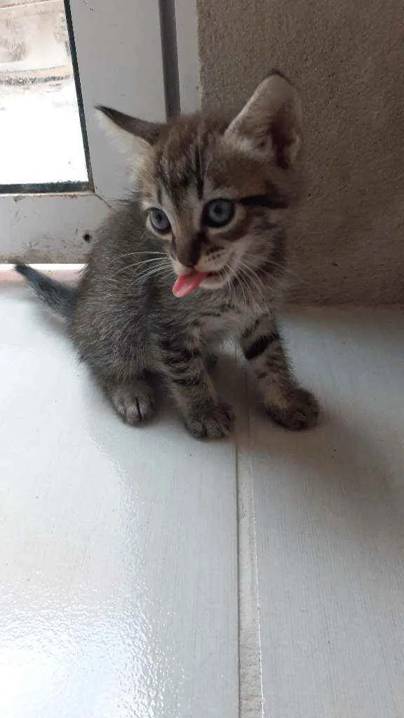Gato ra a RND idade Abaixo de 2 meses nome Sem nomes ainda