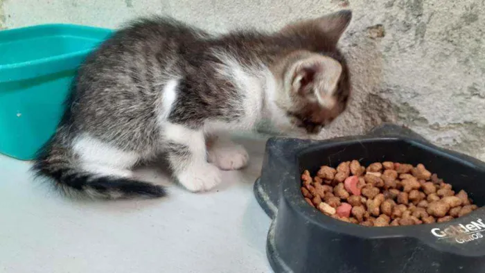 Gato ra a RND idade Abaixo de 2 meses nome Sem nomes ainda