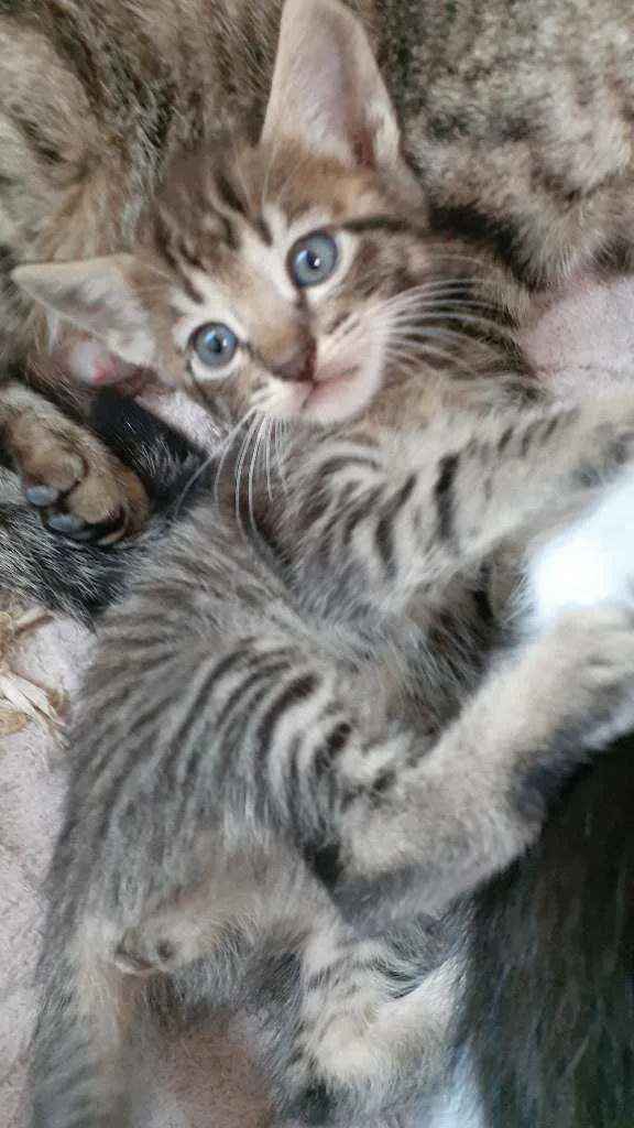 Gato ra a RND idade Abaixo de 2 meses nome Sem nomes ainda