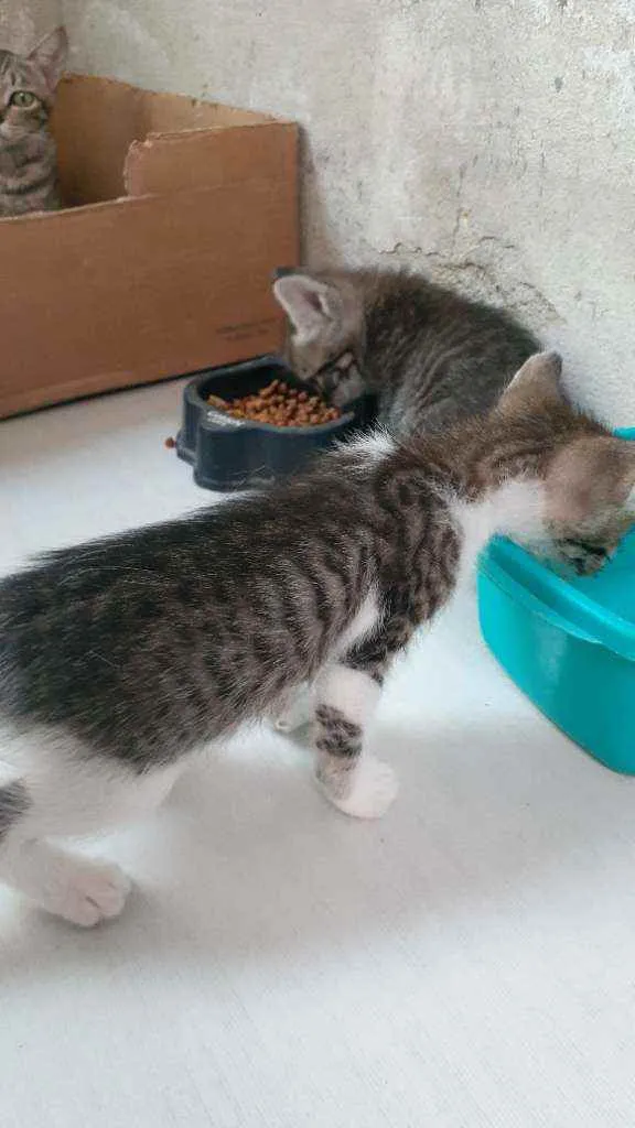 Gato ra a RND idade Abaixo de 2 meses nome Sem nomes ainda