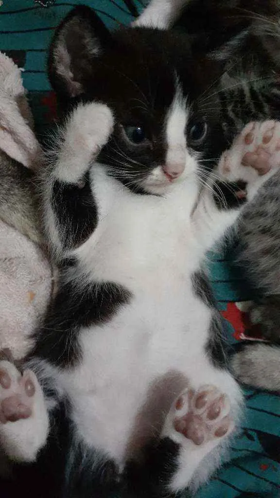 Gato ra a RND idade Abaixo de 2 meses nome Sem nomes ainda