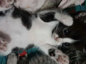 Gato raça RND idade Abaixo de 2 meses nome Sem nomes ainda