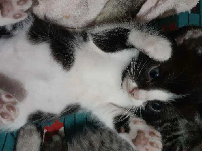 Gato ra a RND idade Abaixo de 2 meses nome Sem nomes ainda