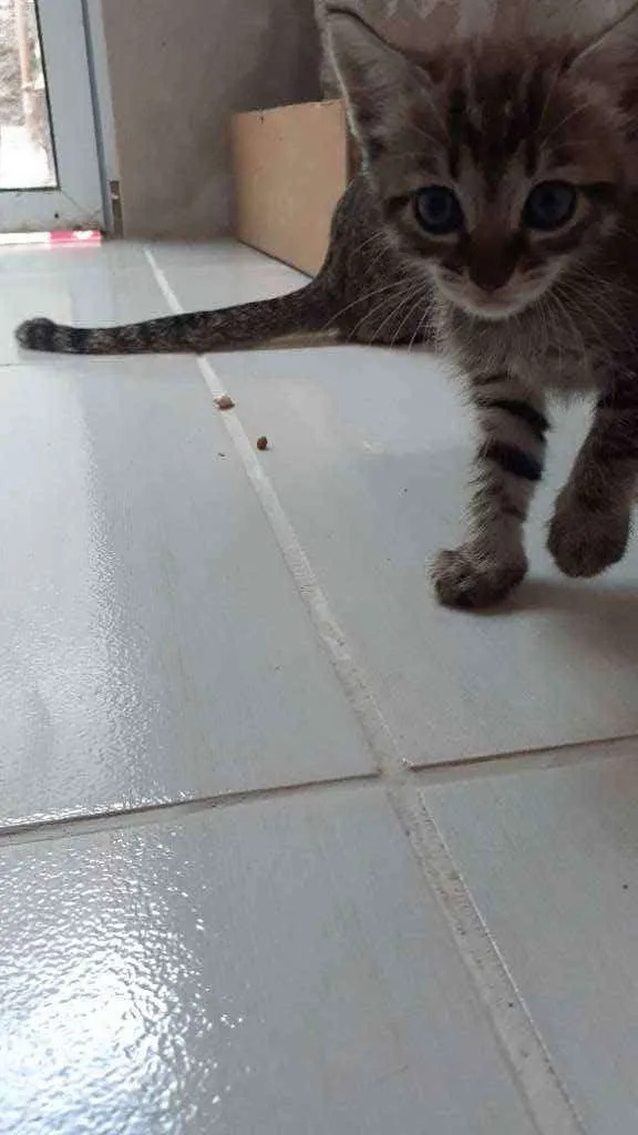 Gato ra a RND idade Abaixo de 2 meses nome Sem nomes ainda