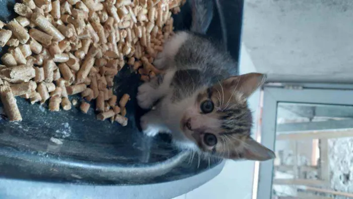 Gato ra a RND idade Abaixo de 2 meses nome Sem nomes ainda