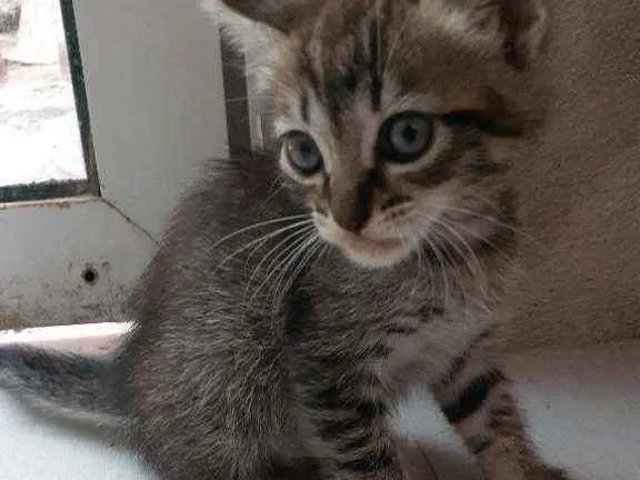 Gato ra a RND idade Abaixo de 2 meses nome Sem nomes ainda