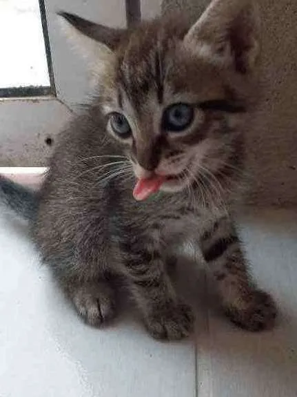 Gato ra a RND idade Abaixo de 2 meses nome Sem nomes ainda