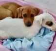 Luke e Luna 