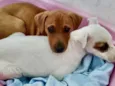 Luke e Luna 