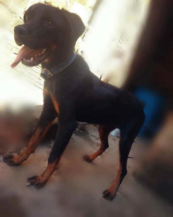 Cachorro ra a Rotwailer idade 2 anos nome Hulk