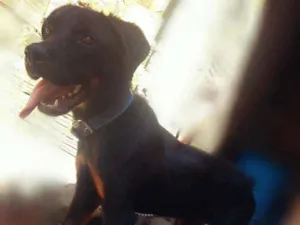 Cachorro raça Rotwailer idade 2 anos nome Hulk