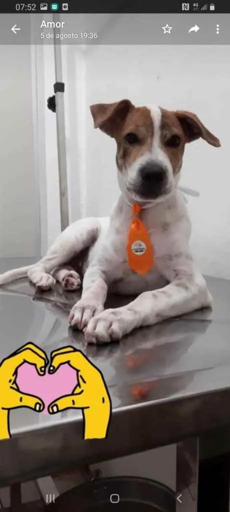 Cachorro raça Mestiço  idade 7 a 11 meses nome Gui
