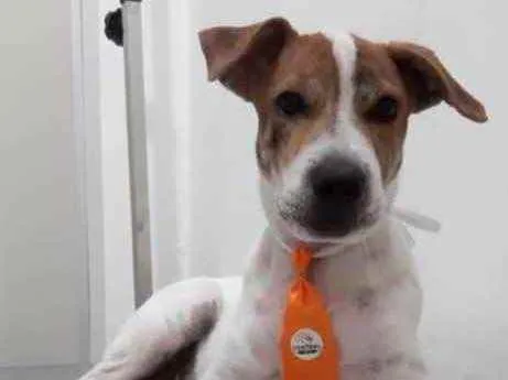 Cachorro raça Mestiço  idade 7 a 11 meses nome Gui