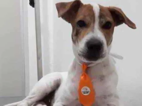 Cachorro raça Mestiço  idade 7 a 11 meses nome Gui