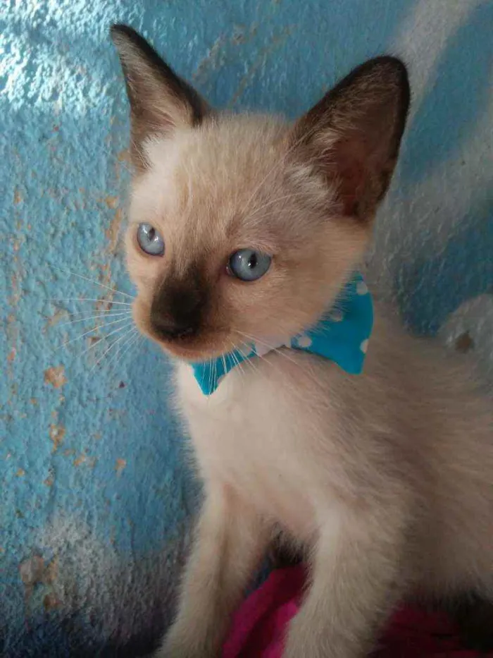 Gato ra a Siamês idade 2 a 6 meses nome Kiko