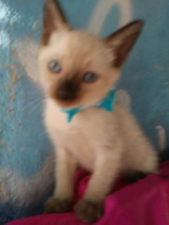 Gato ra a Siamês idade 2 a 6 meses nome Kiko