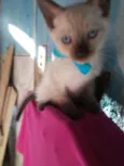 Kiko
