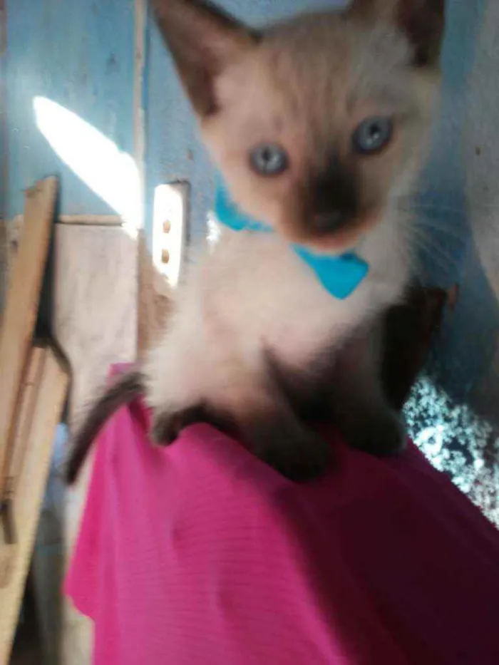 Gato ra a Siamês idade 2 a 6 meses nome Kiko