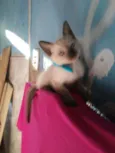 Kiko