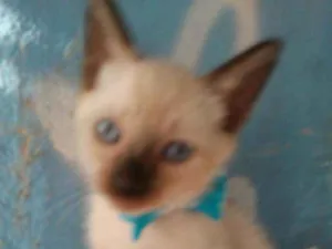 Gato raça Siamês idade 2 a 6 meses nome Kiko