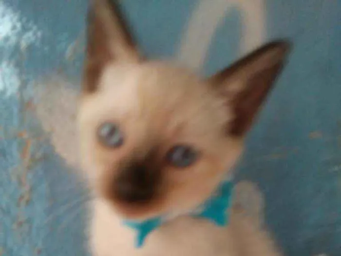 Gato ra a Siamês idade 2 a 6 meses nome Kiko