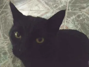 Gato raça Comum idade 5 anos nome Dark