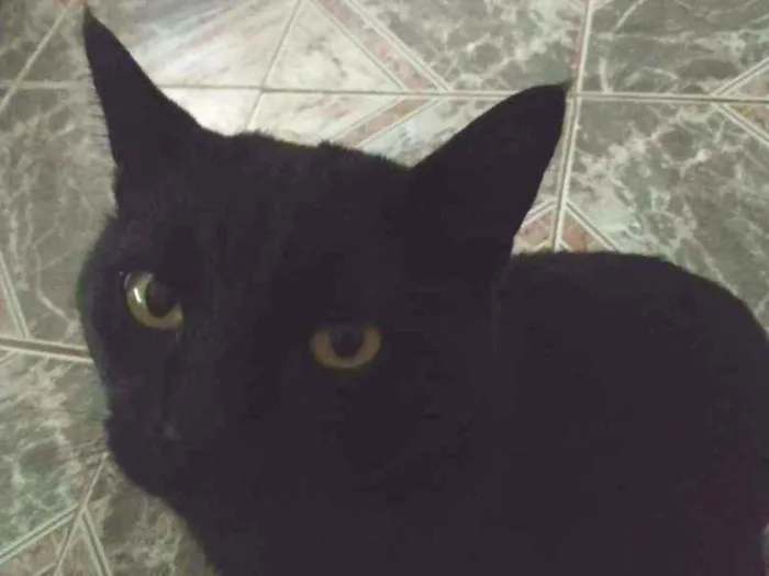 Gato ra a Comum idade 5 anos nome Dark