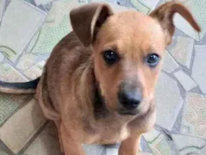 Cachorro raça  idade 2 a 6 meses nome Filhote 3 meses