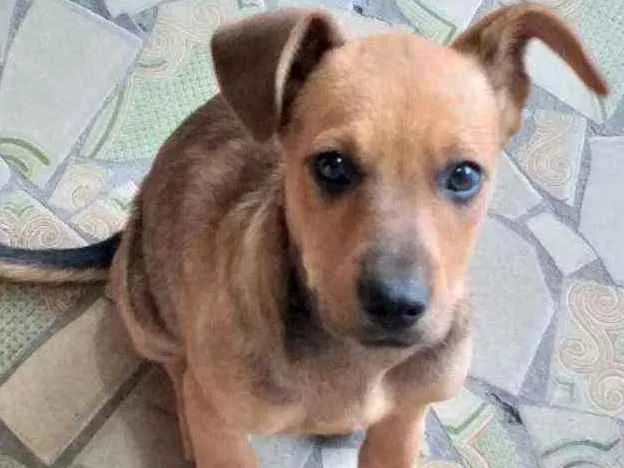 Cachorro ra a  idade 2 a 6 meses nome Filhote 3 meses