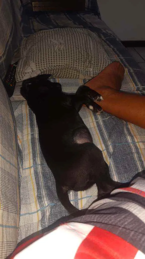 Cachorro raça Vira lata idade 2 a 6 meses nome Bela