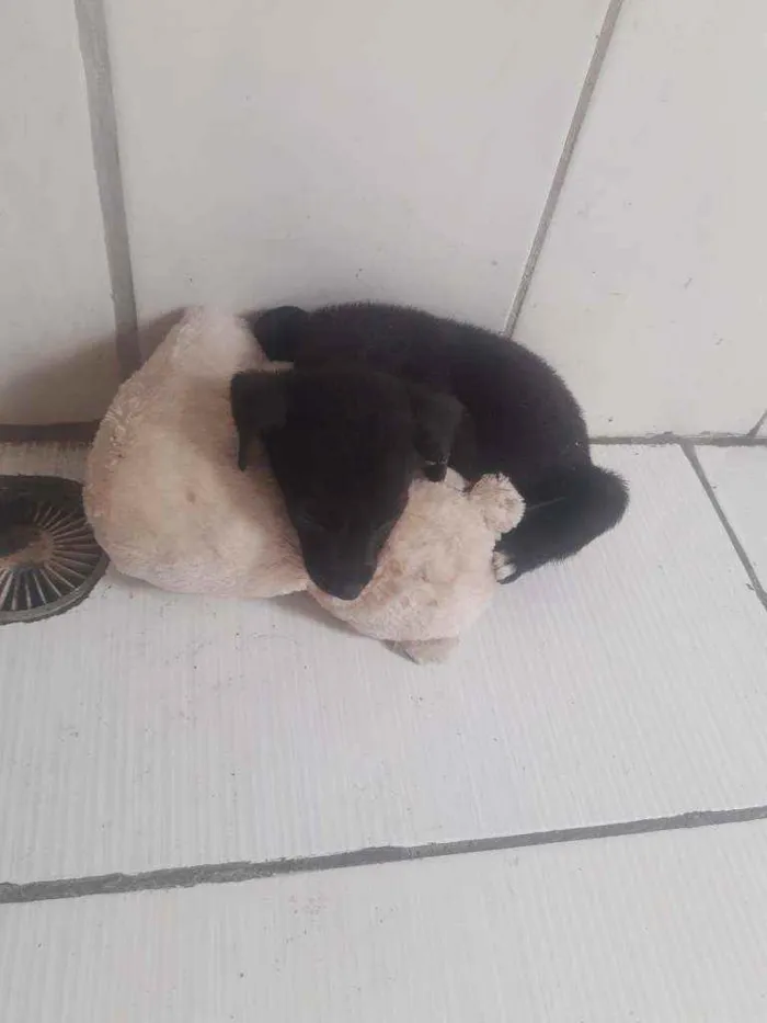 Cachorro raça Vira lata idade 2 a 6 meses nome Bela