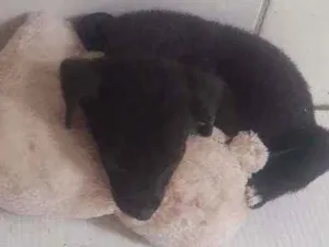 Cachorro raça Vira lata idade 2 a 6 meses nome Bela