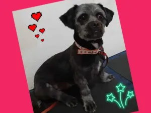 Cachorro raça mix lhasa idade 1 ano nome tulio