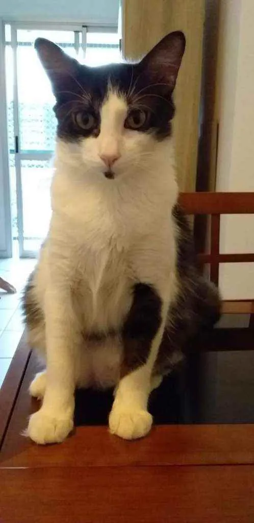 Gato ra a SRD idade 1 ano nome Fred