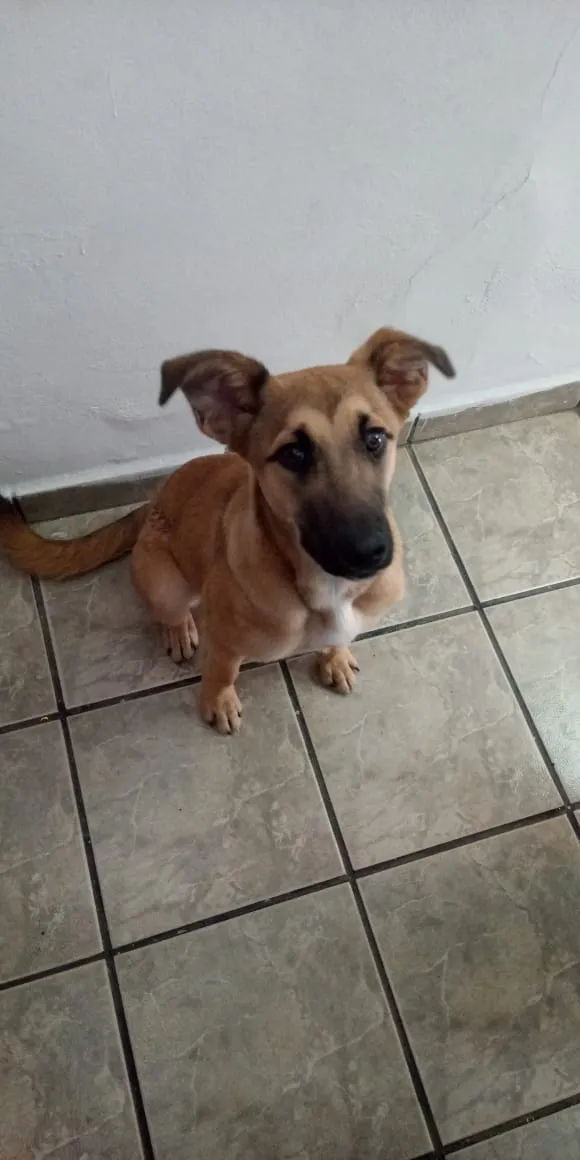 Gato ra a SRD-ViraLata idade 2 a 6 meses nome jade