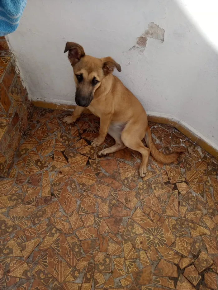 Gato ra a SRD-ViraLata idade 2 a 6 meses nome jade