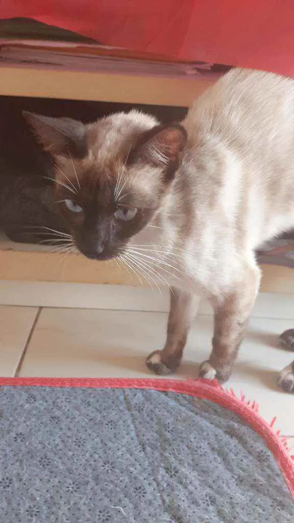 Gato ra a siamês idade 2 anos nome Nina