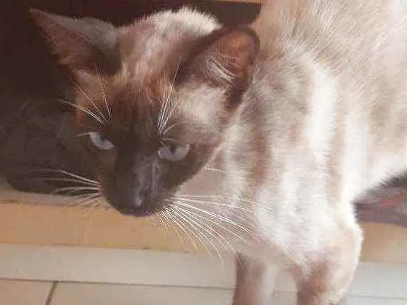 Gato ra a siamês idade 2 anos nome Nina