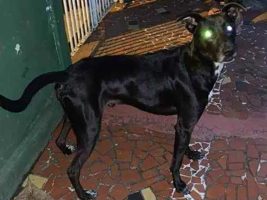 Cachorro ra a Mestiça idade 7 a 11 meses nome Pretinho