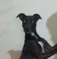 Pretinho