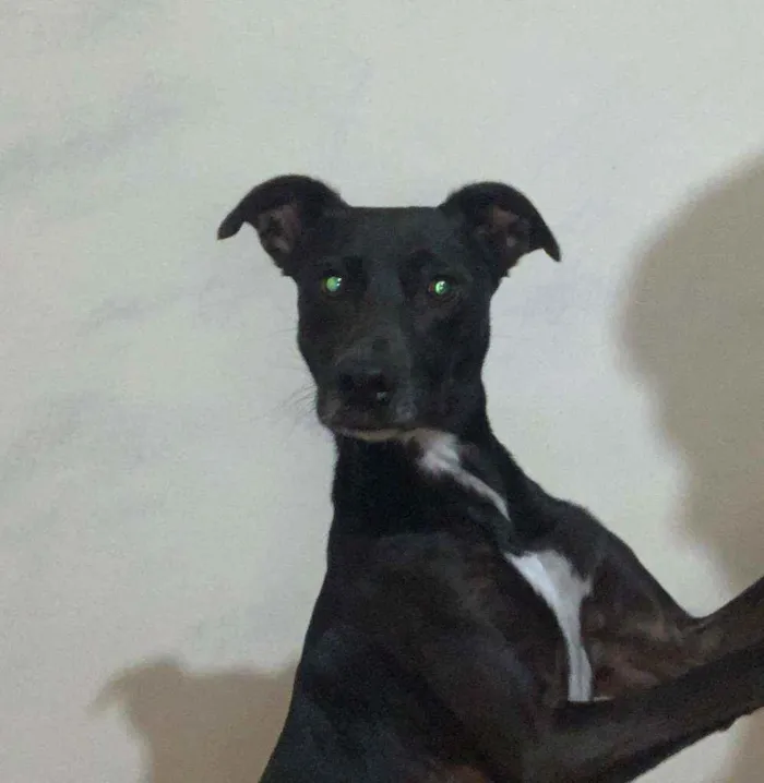 Cachorro ra a Mestiça idade 7 a 11 meses nome Pretinho