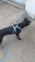 Pretinho