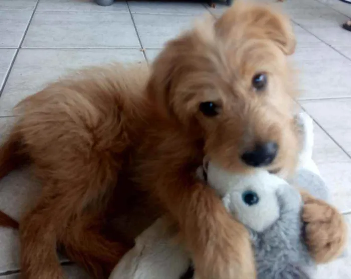 Cachorro ra a Não sei  idade 2 a 6 meses nome Bela 