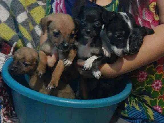 Cachorro ra a Vira lata idade 2 a 6 meses nome Sem nome ainda
