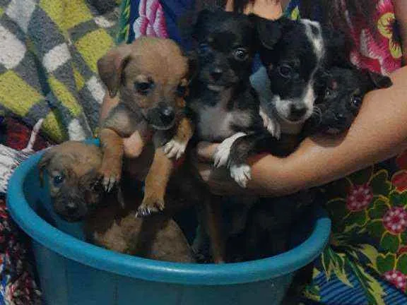 Cachorro ra a Vira lata idade 2 a 6 meses nome Sem nome ainda