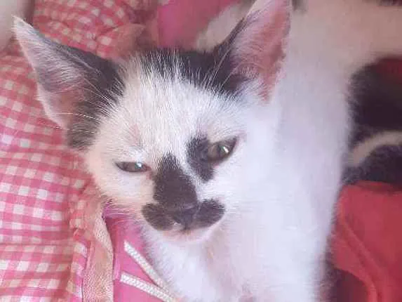 Gato ra a siamês idade 2 a 6 meses nome Mel