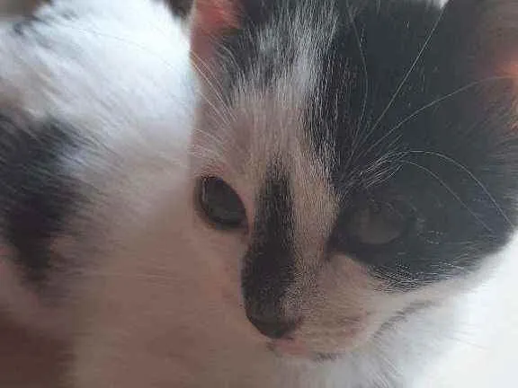 Gato ra a siamês idade 2 a 6 meses nome Isa