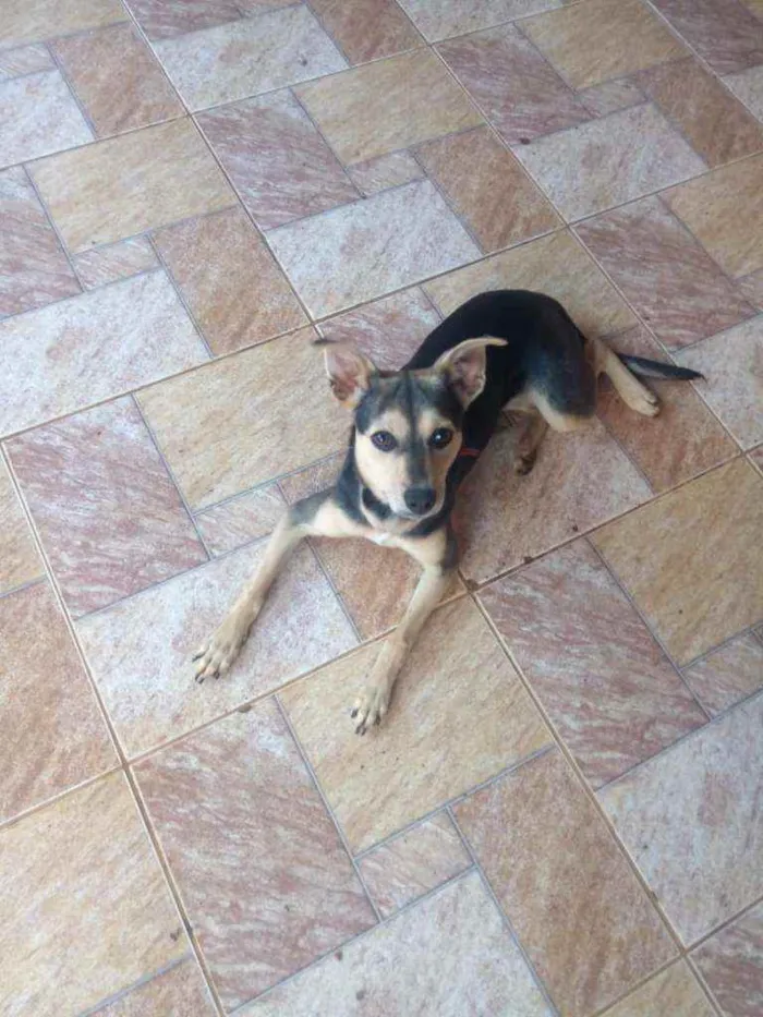 Cachorro ra a Não  específica  idade 2 a 6 meses nome Marcha