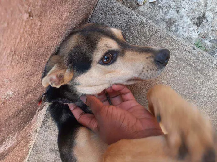 Cachorro ra a Não  específica  idade 2 a 6 meses nome Marcha