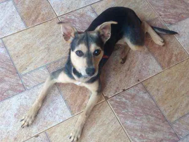 Cachorro ra a Não  específica  idade 2 a 6 meses nome Marcha